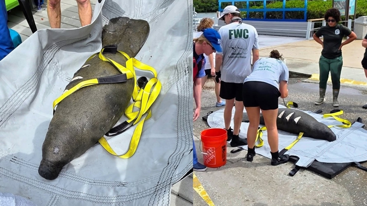 Baby manatee found with shark bite, boat strike wounds near St. Pete dock