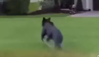 Black Bear Sighting In Port St. Lucie Concerns Neighbors | NewsRadio WIOD
