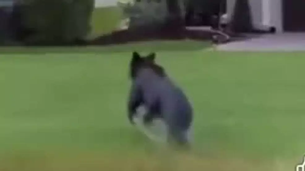 Black Bear Sighting In Port St. Lucie Concerns Neighbors | NewsRadio WIOD