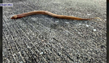 Florida wildlife app lets residents help track invasive swamp eels | News