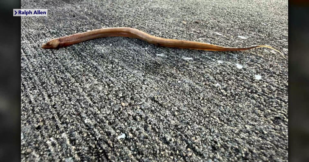Florida wildlife app lets residents help track invasive swamp eels | News