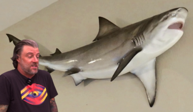 Port Charlotte man's 7-foot shark replica stolen from front porch | Charlotte County