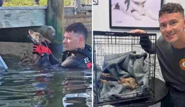 Florida firefighters rush to save 'dog' in canal, then realize it's an exhausted coyote pup