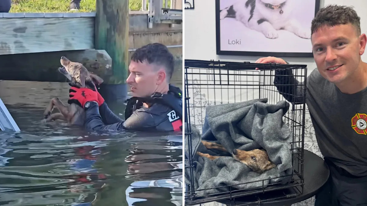 Florida firefighters rush to save 'dog' in canal, then realize it's an exhausted coyote pup