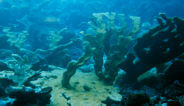 Key Biscayne studies offshore reef to guard shoreline | Key Biscayne