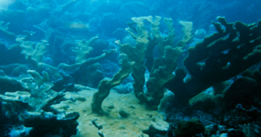Key Biscayne studies offshore reef to guard shoreline | Key Biscayne