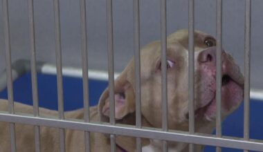 Community urges funding boost for Charlotte animal shelter | Charlotte County
