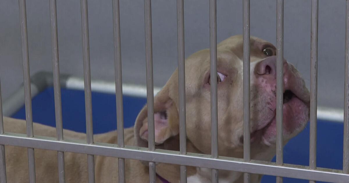 Community urges funding boost for Charlotte animal shelter | Charlotte County