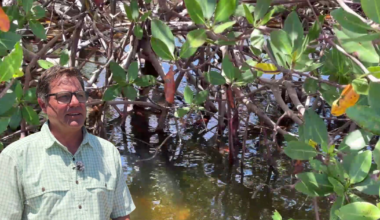 Sanibel's mangroves are rebounding after Ian, but new threat looms | Lee County