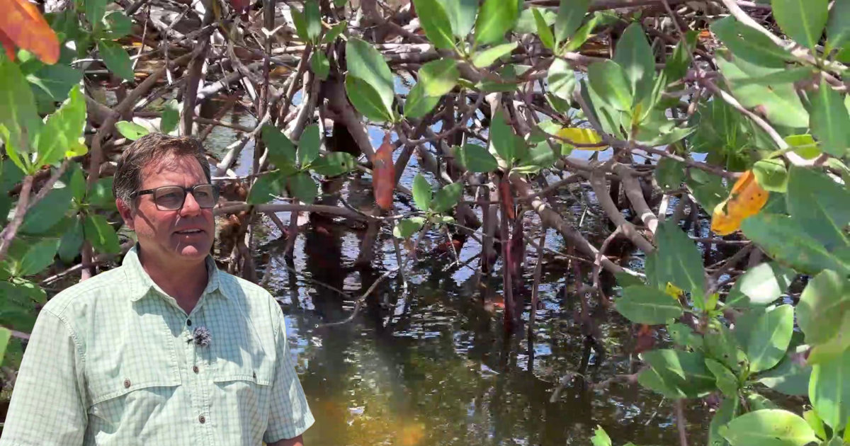 Sanibel's mangroves are rebounding after Ian, but new threat looms | Lee County