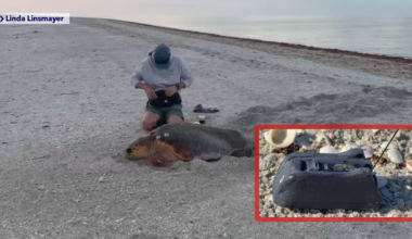 Sanibel scientists track 3 loggerhead sea turtles with satellite tags | Lee County