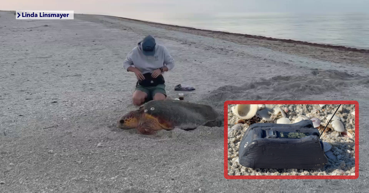 Sanibel scientists track 3 loggerhead sea turtles with satellite tags | Lee County