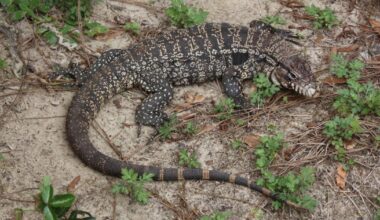 Large invasive lizards that could harm wildlife spotted in Georgia, Florida | Local News