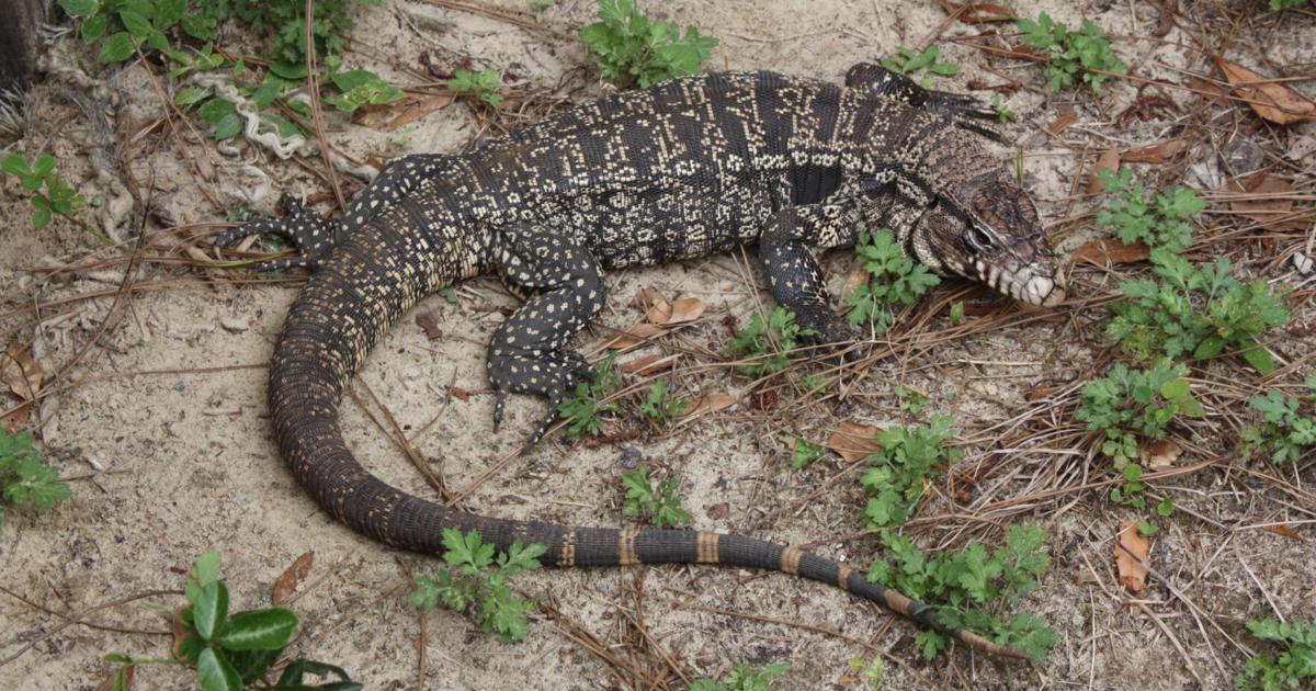 Large invasive lizards that could harm wildlife spotted in Georgia, Florida | Local News