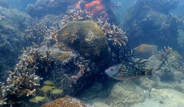 Scientists hunt super reefs to survive warming seas | Miami