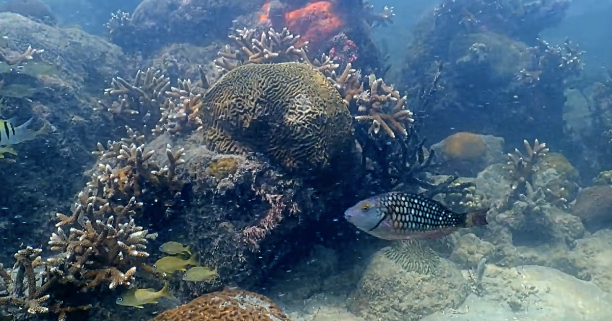 Scientists hunt super reefs to survive warming seas | Miami