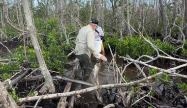 Hurricane Ian's toll on Bunche Beach mangroves still felt years later | Wink Hurricane Preparedness