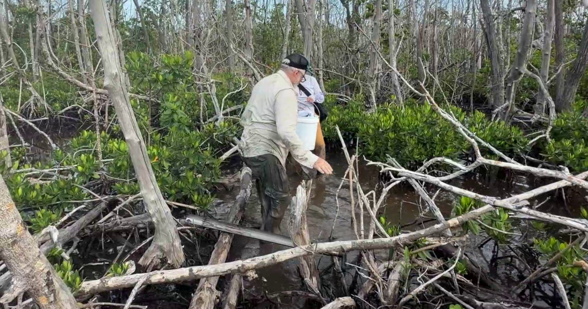 Hurricane Ian's toll on Bunche Beach mangroves still felt years later | Wink Hurricane Preparedness