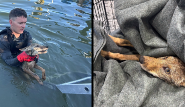 Cape Coral firefighters pull coyote pup from Britannia Lake canal | Lee County