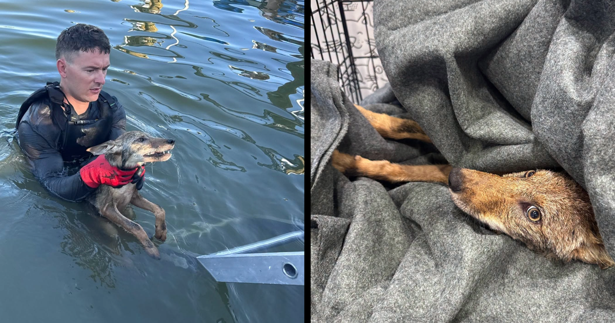 Cape Coral firefighters pull coyote pup from Britannia Lake canal | Lee County