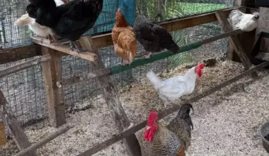 Stuart City Commission To Give Final Vote On Backyard Chickens | NewsRadio WIOD