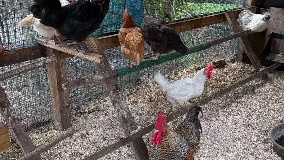 Stuart City Commission To Give Final Vote On Backyard Chickens | NewsRadio WIOD