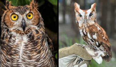 Peace River Wildlife Center prepares for a long awaited upgrade | WINK Stop