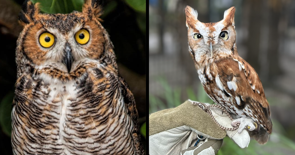 Peace River Wildlife Center prepares for a long awaited upgrade | WINK Stop