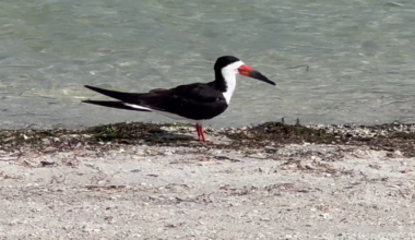 Black skimmer chicks hatch on Sanibel Causeway for first time since 1993 | Lee County
