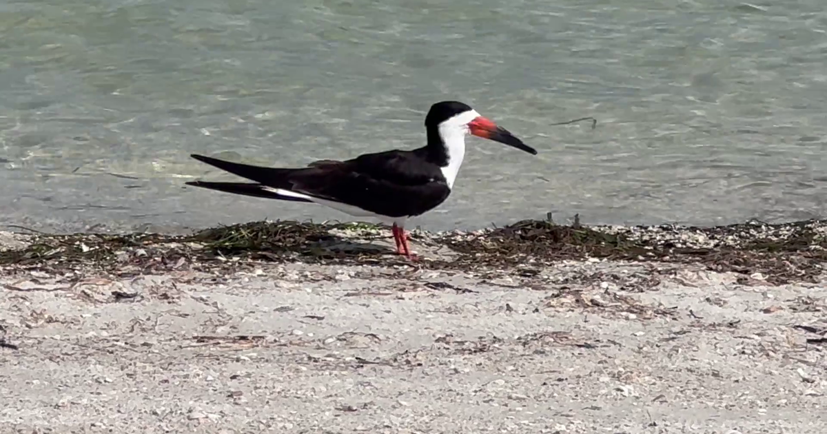 Black skimmer chicks hatch on Sanibel Causeway for first time since 1993 | Lee County