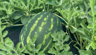 Watermelons, hayrides, and family fun await at Hamilton Farms | St. Lucie County