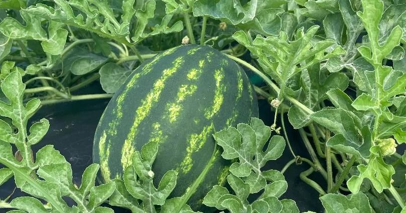 Watermelons, hayrides, and family fun await at Hamilton Farms | St. Lucie County