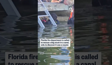 Cape Coral, FL, Firefighters Called to Rescue Dog Find Coyote Instead
