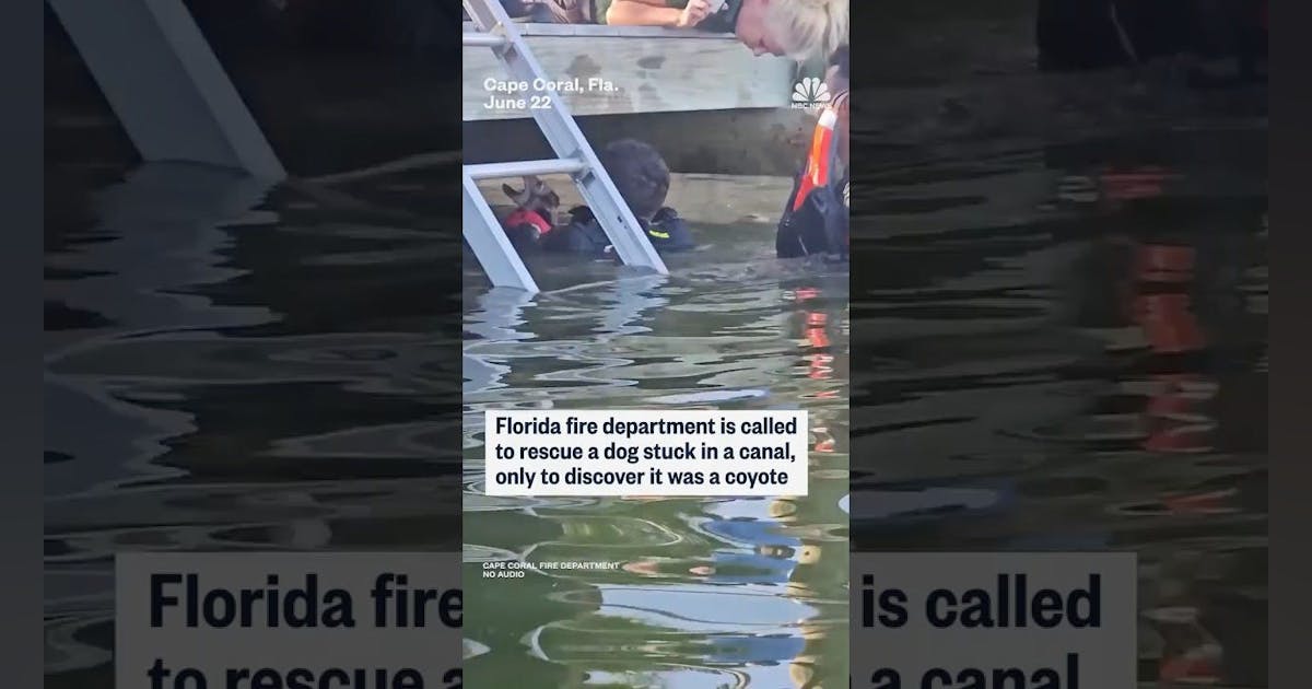 Cape Coral, FL, Firefighters Called to Rescue Dog Find Coyote Instead