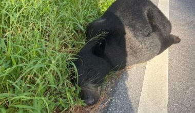 400-Ib black bear killed by vehicle in Indiantown | Martin County