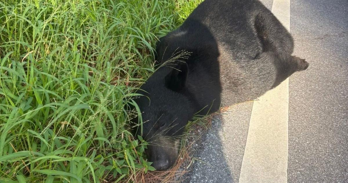 400-Ib black bear killed by vehicle in Indiantown | Martin County