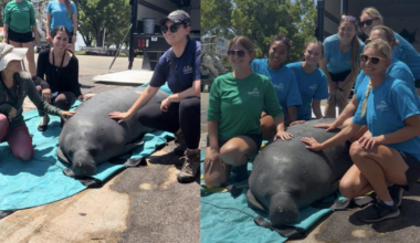Injured Cape Coral manatee 'Nubelle' returns home after 6 months | Lee County