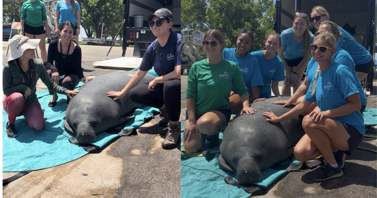 Injured Cape Coral manatee 'Nubelle' returns home after 6 months | Lee County