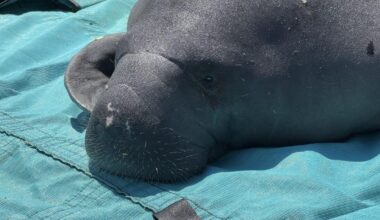 Cape Coral manatee home after 6 months recovering from boat strike | Lee County