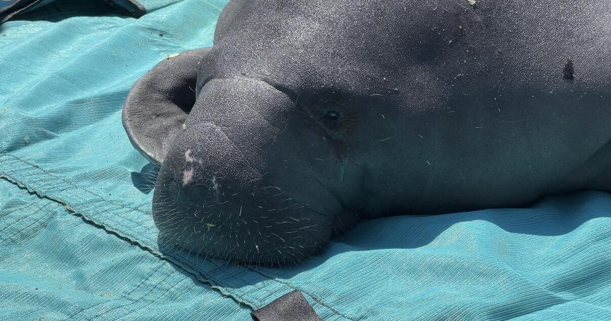 Cape Coral manatee home after 6 months recovering from boat strike | Lee County