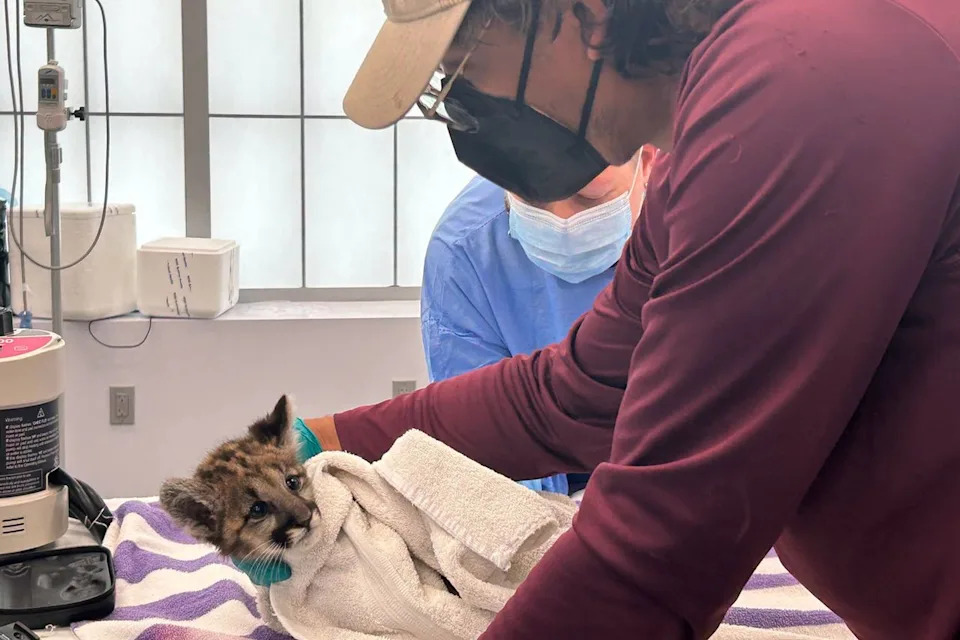 K528 being treated by veterinary staffCredit: FWC Fish and Wildlife Research Institute/Facebook