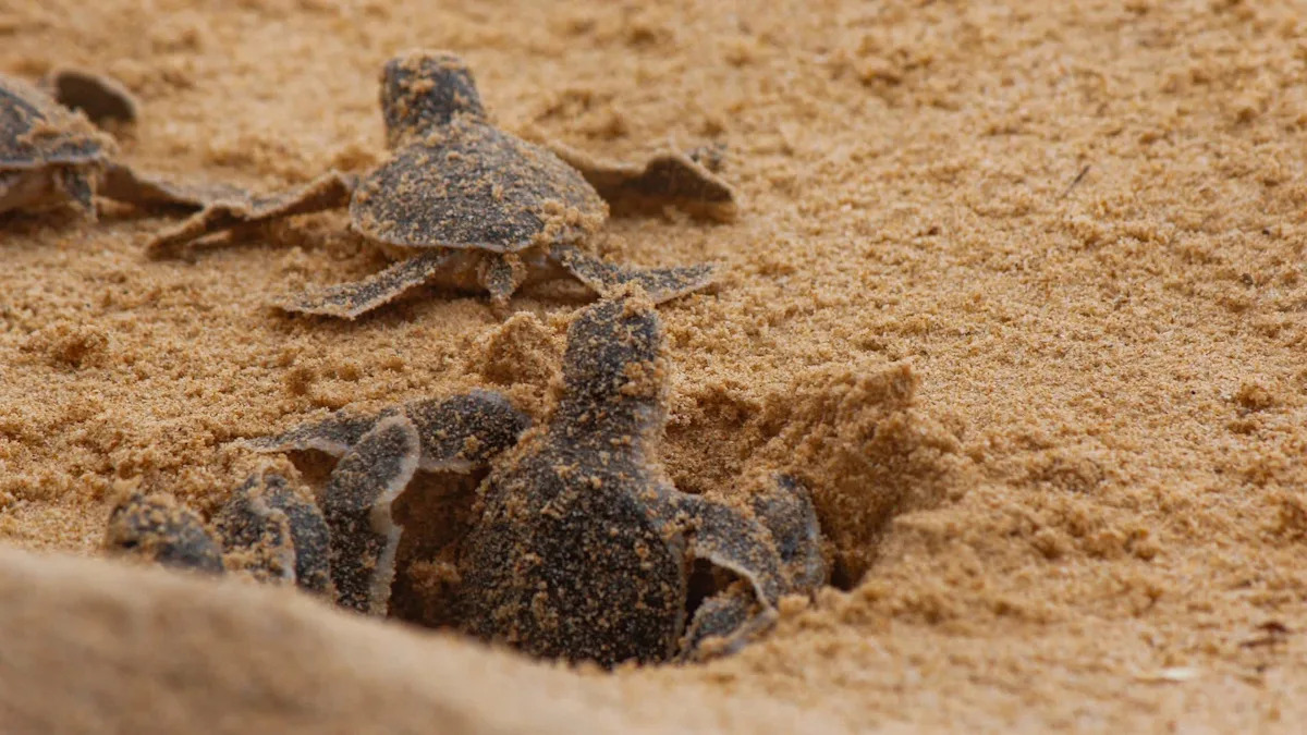 Six weeks in, loggerheads are loving 2 Florida islands, but record sargassum looms