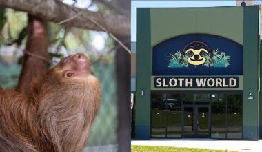 Sloth imports to Florida now require a new wildlife permit: FWC memo