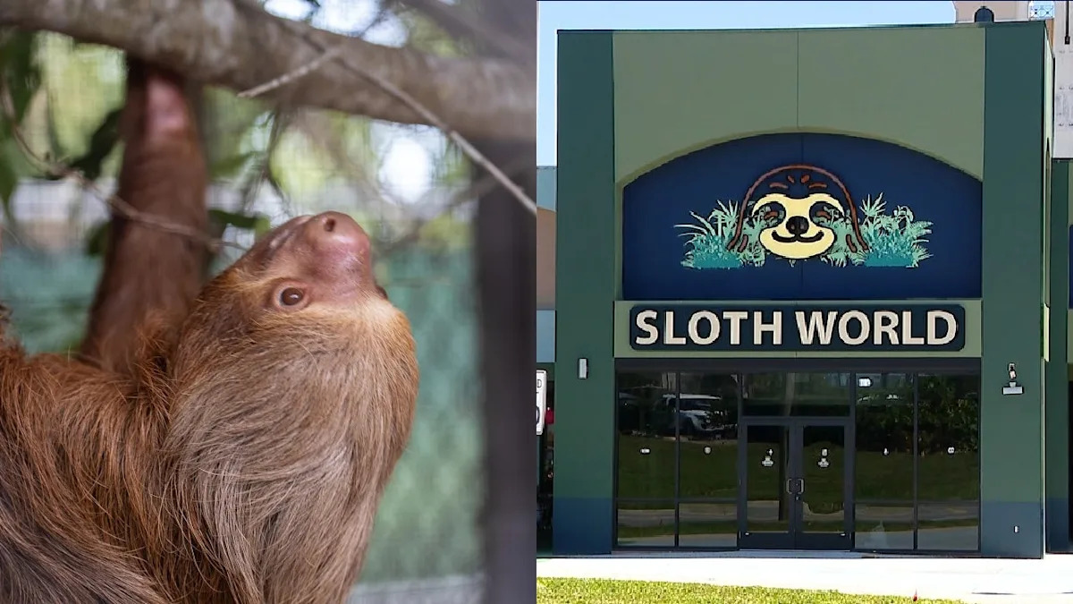 Sloth imports to Florida now require a new wildlife permit: FWC memo