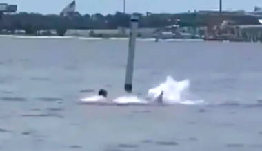 Horrific Shark Attack Mauls Swimmer at Florida Naval Base (Video)