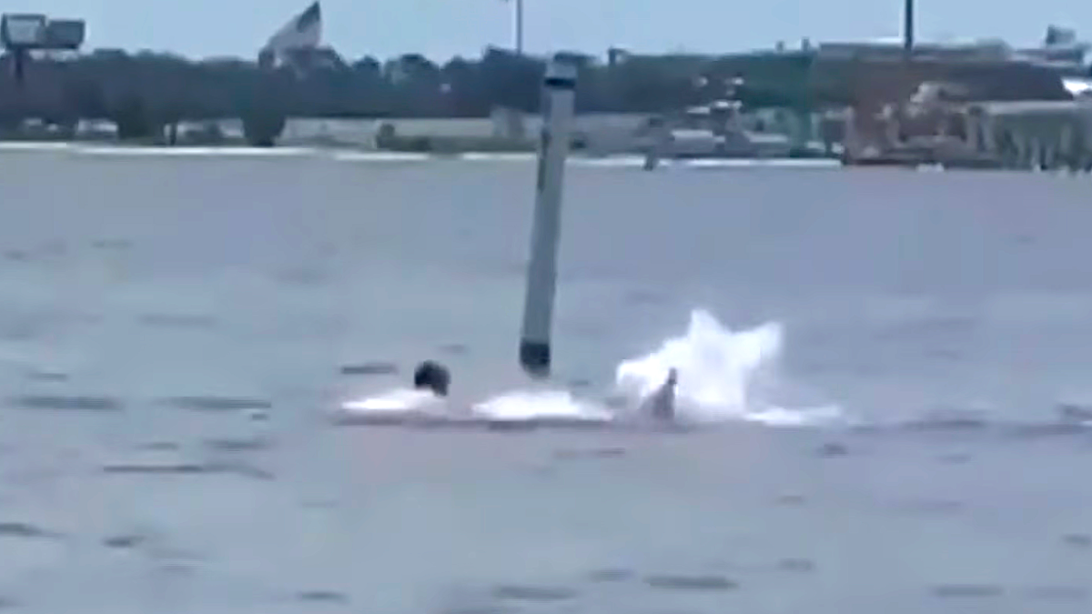 Horrific Shark Attack Mauls Swimmer at Florida Naval Base (Video)