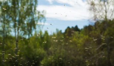 Florida mosquito district becomes first to release sterile mosquitoes by drone