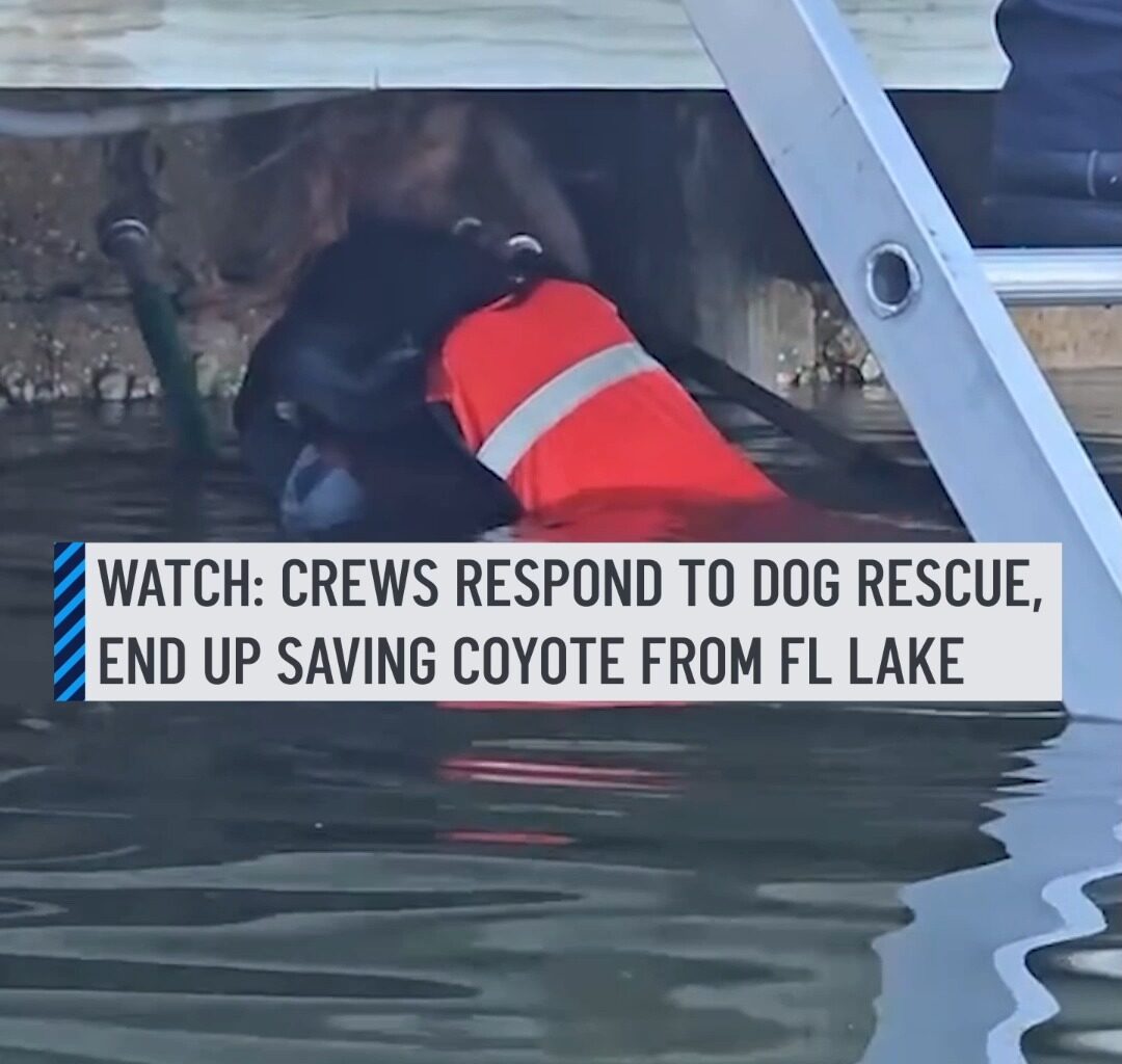 A coyote pup was rescued with the help of two good Samaritans after it fell into a lake in Cape Coral, Florida, on Monday morning, according to the fire department. Officials responded to a call about a dog in a canal in Britannia Lake, a body of water located about 14 miles south of Fort Myers—but instead found a coyote pup in the water paddling "from shore to shore." #dog #coyote #florida