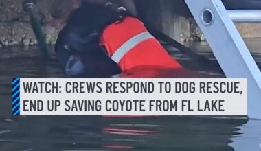 A coyote pup was rescued with the help of two good Samaritans after it fell into a lake in Cape Coral, Florida, on Monday morning, according to the fire department. Officials responded to a call about a dog in a canal in Britannia Lake, a body of water located about 14 miles south of Fort Myers—but instead found a coyote pup in the water paddling "from shore to shore." #dog #coyote #florida