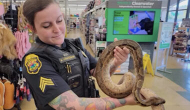 Florida woman finds 5-foot boa 'camped out' on her car hood, and police wrangle it